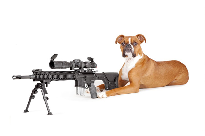 gun and dog