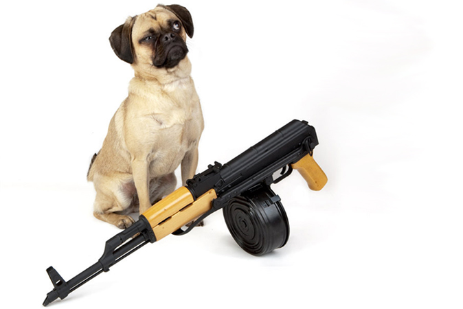 gun and dog
