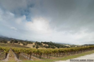 Margarita-Vineyard