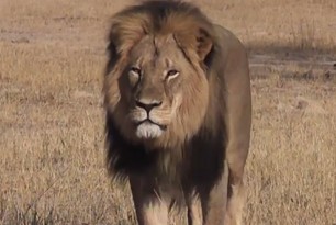 Cecil-the-Lion