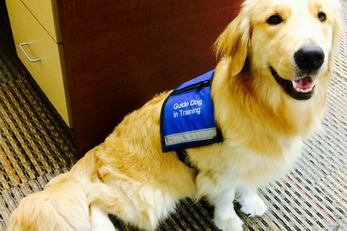 Guide Dog in Training