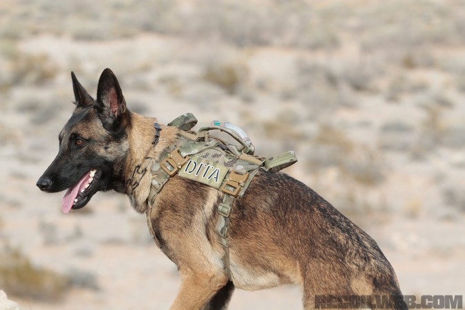 caninevest