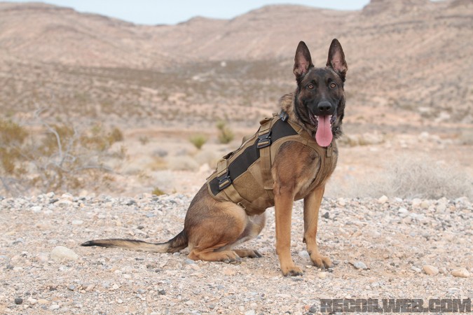 k9vest