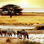 safari_featured