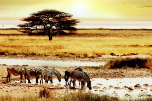 safari_featured