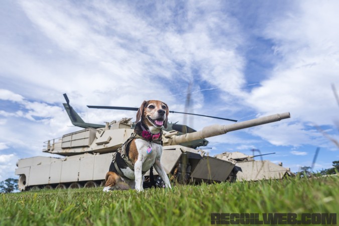 Kilo Niner K9 Small Breed Dog Gear