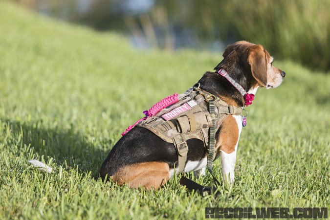 Kilo Niner Small Breed Dog Gear