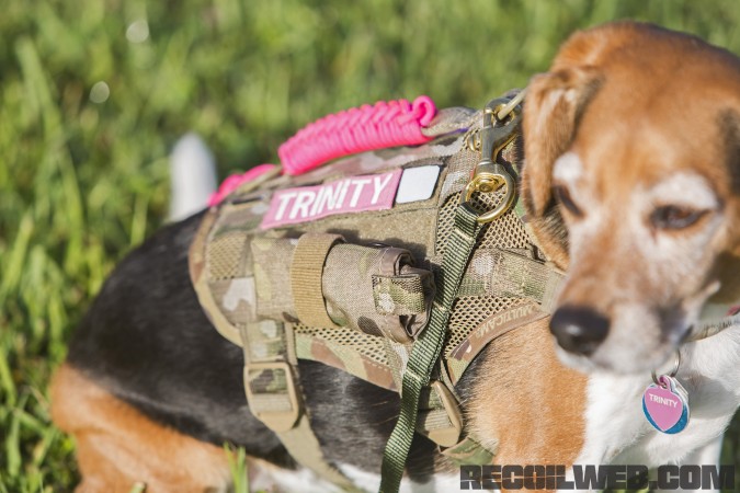 Kilo Niner Small Breed Dog Gear