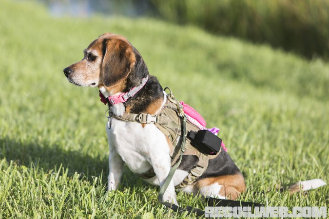 Kilo Niner Small Breed Dog Gear