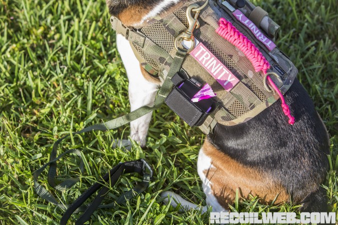 Kilo Niner Small Breed Dog Gear