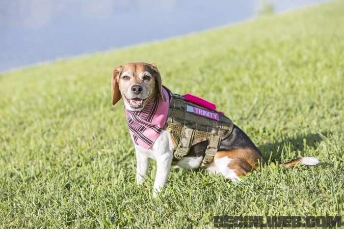 Kilo Niner Small Breed Dog Gear