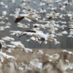 descending snow geese