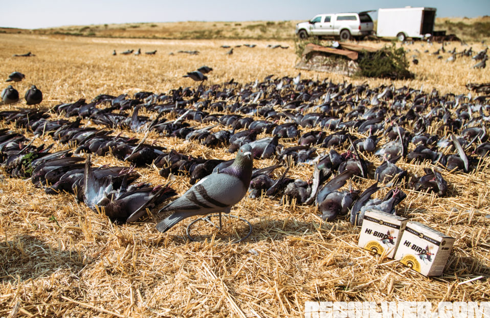 Review: Federal Premium Hi-Bird Ammo | RECOIL