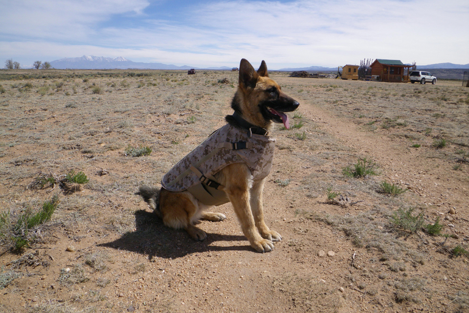 Canine Armor from CQB K9