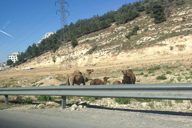 Kingdom of Jordan - camels along the road
