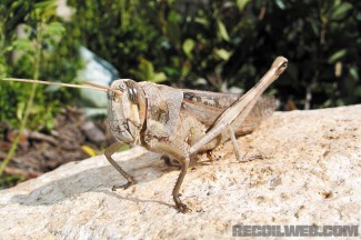 SHTF-Grasshopper