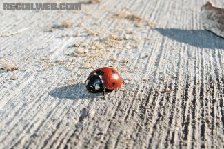 SHTF-Ladybugs