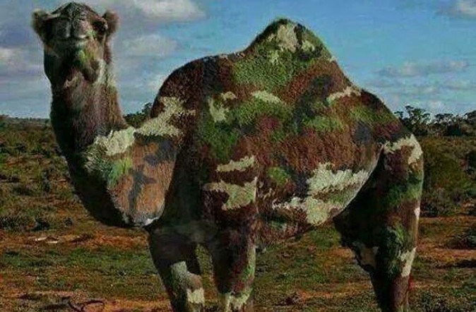 It’s Hump Day