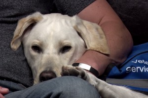 Foley – a Southeastern Guide Dog Service K9