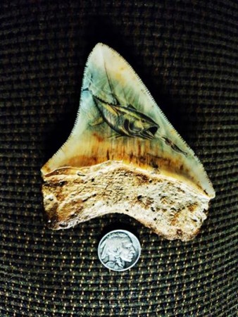 Tuna on megalodon tooth. 