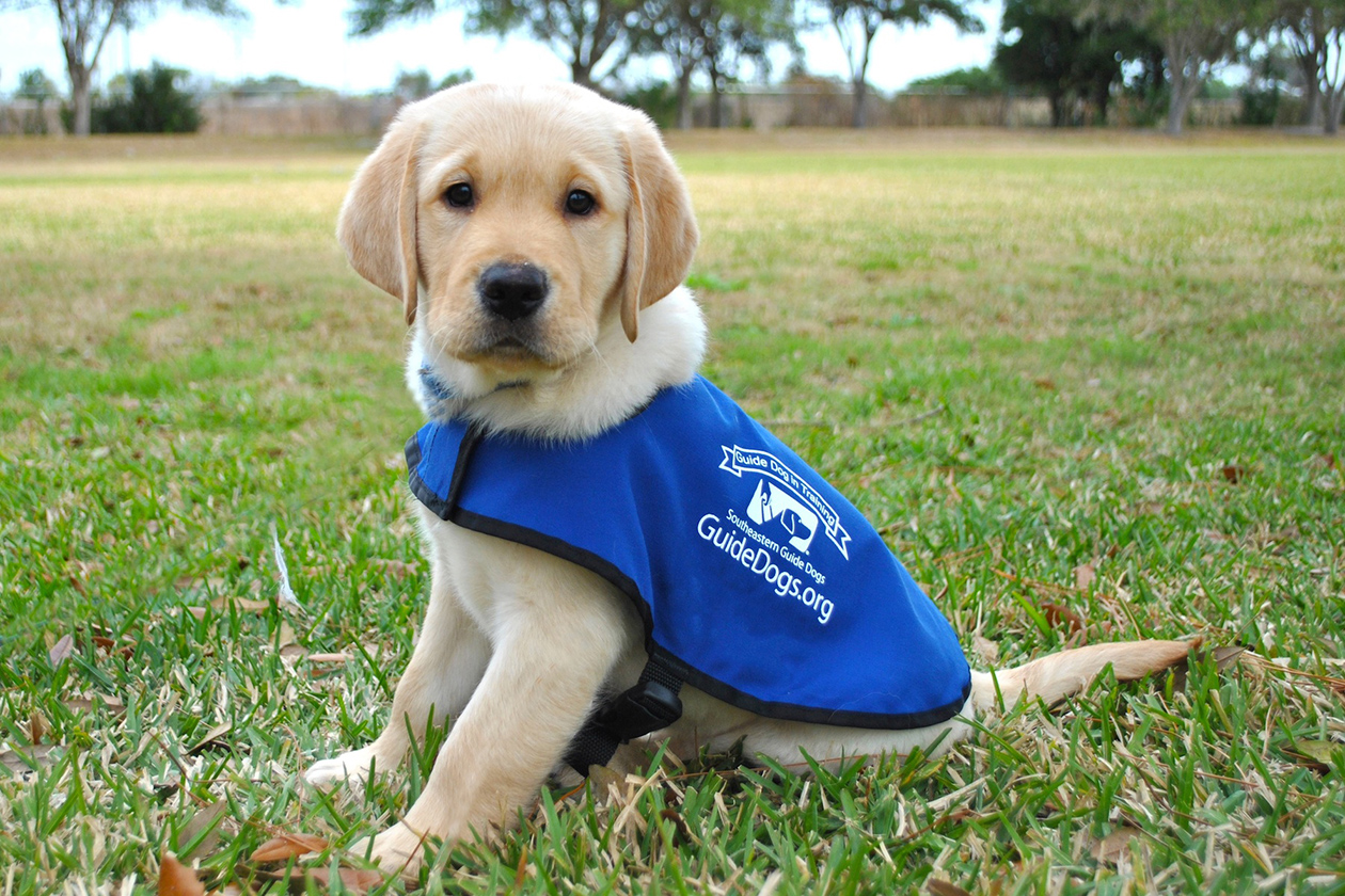 Game Day in the Life of Bolt  Southeastern Guide Dogs 