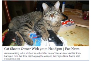 Democrats Vow to Ban Assault Cats