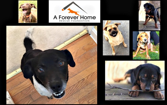 In Cani Confidimus: A Forever Home