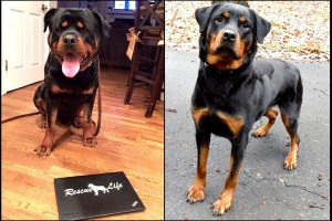 In Cani Confidimus: Mountain Rottie Rescue