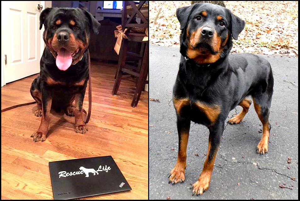 Rottweiler mix best sale rescue