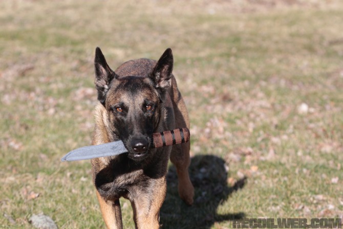 tactical german shepherd gear