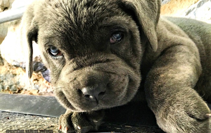 The Big Dog Project: East meets West
