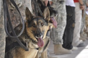 Four US Military Working Dogs to Receive Medals of Courage