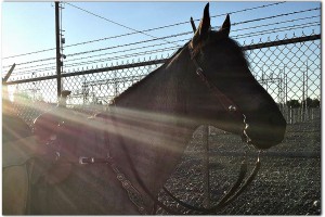 Trails Found: Tactical Horses?