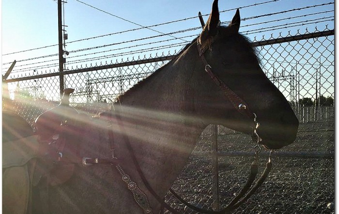 Trails Found: Tactical Horses?