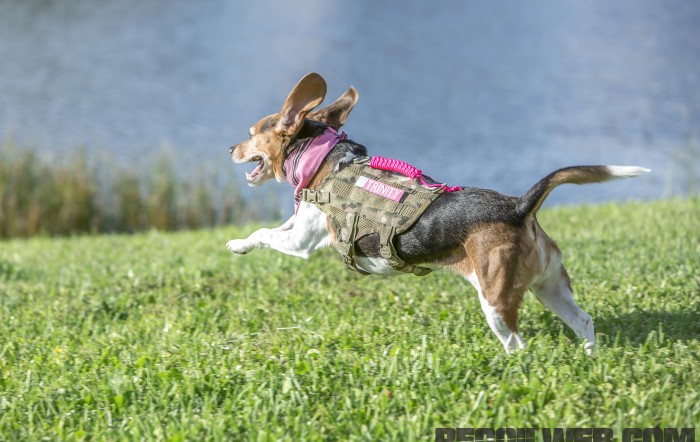 KiloNiner K9 Gear (for the Smaller Operators)