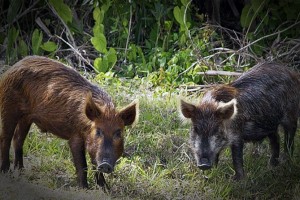 Vertx Ultimate Hog Hunting Safari Giveaway