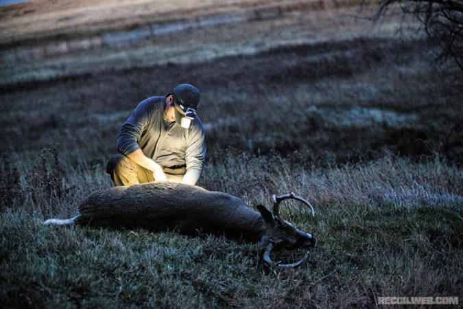 The author field-dresses the deer by headlamp, removing the guts and organs to allow the meat to cool quickly. 