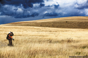 Deer Hunting in Montana