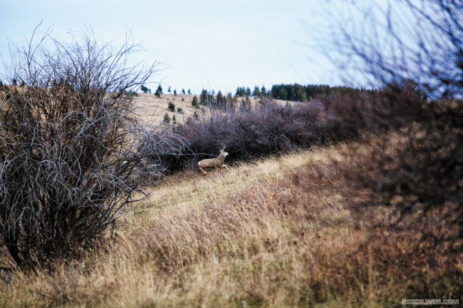 A mule deer duck chases a group of does through one of the area’s many draws. These areas provide cover from central Montana’s harsh elements and are often crowded with deer. 