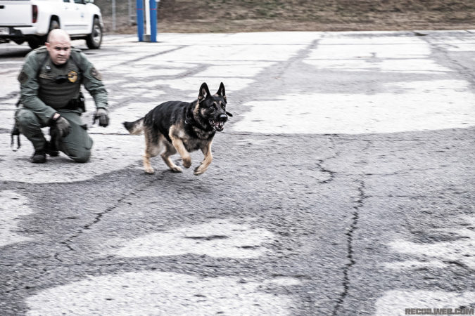 police-dog