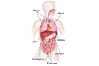 internal-organ-diagram