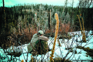 Hunting Elk in the Arizona High Country