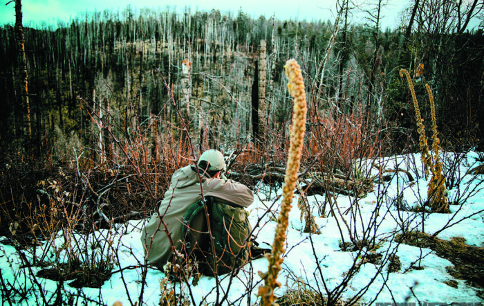 Hunting Elk in the Arizona High Country