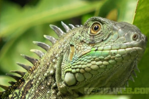 RECOILtv Road Trips: Iguana Hunting