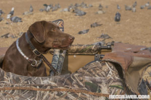 Tips for Picking Your Next Hunting Dog