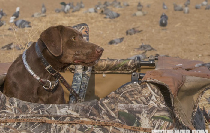 Tips for Picking Your Next Hunting Dog