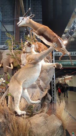 A variety of taxidermy examples can be found at the Show. Here a lion is found with a springbok.