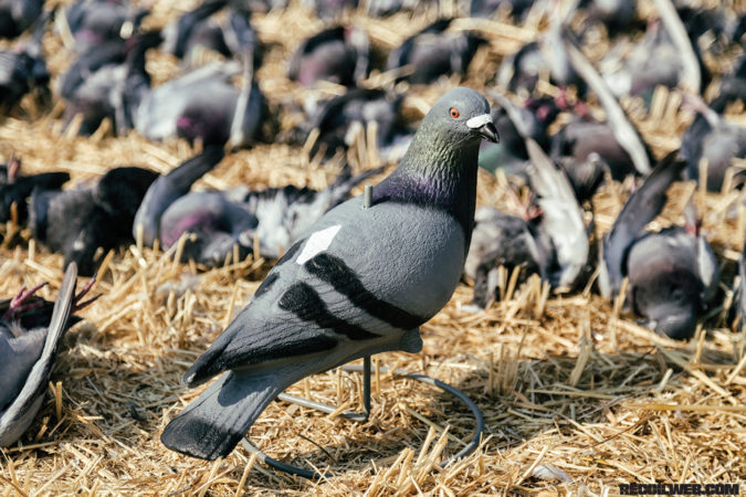 One of the newest decoys from the Neal Hunt Signature Series, the upright pigeon decoy. Six decoys make up the Signature Series line and include realistic features, no-shine sand-blast finish, and metal round-based motion stakes.