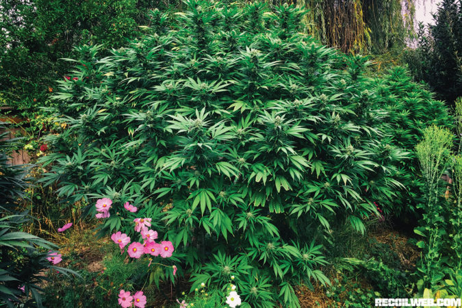 Commercial farming practices in legal states make for tremendously large and healthy plants.