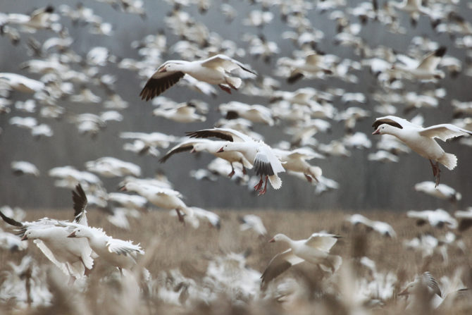 Snow Storm: Hunting Snow Geese
